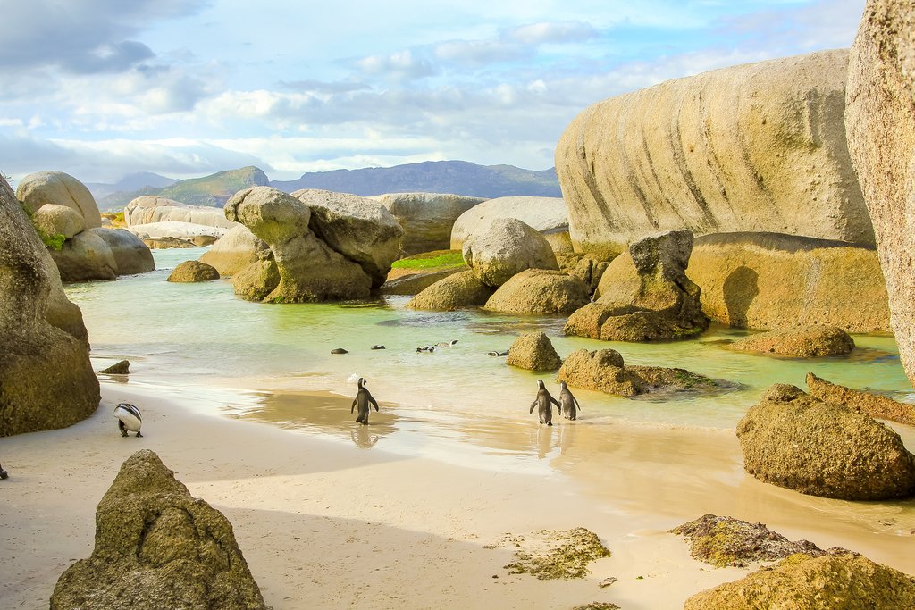 The Penguins of Boulders Beach