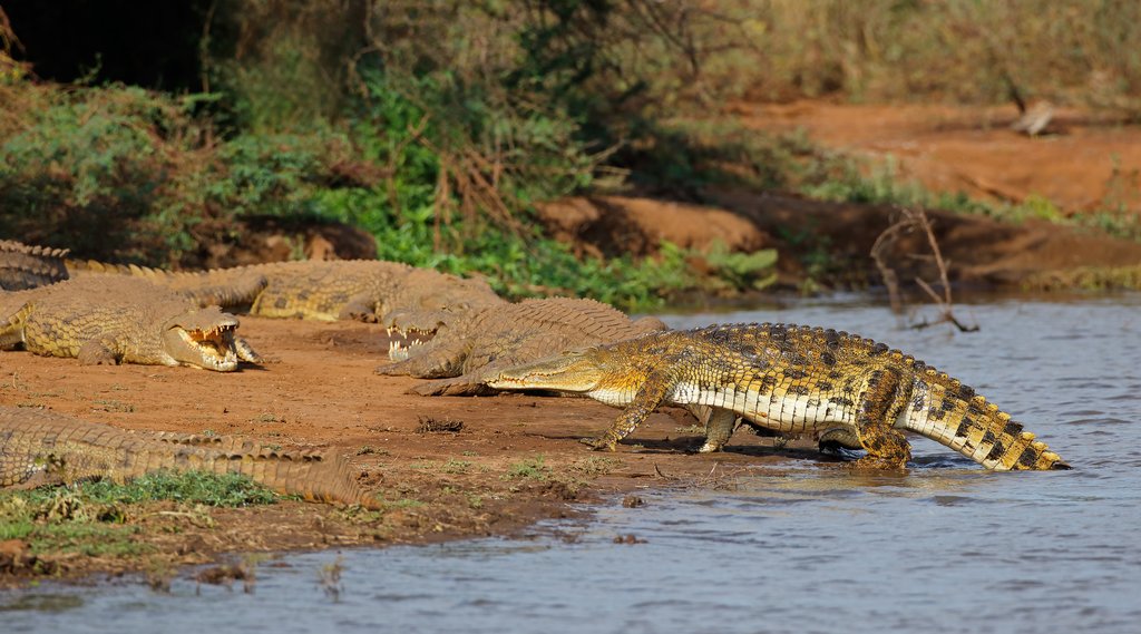 Nile crocodiles basking in the sun