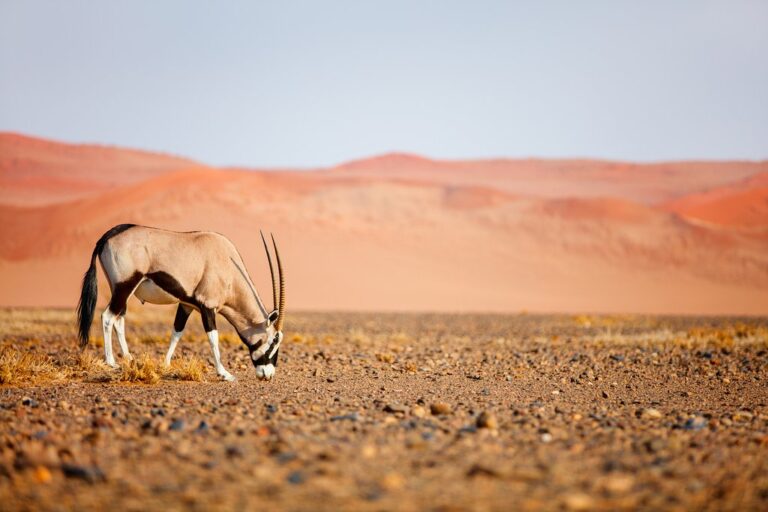 Namibia & Botswana Safari Road Trip - 19 Days