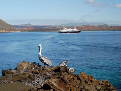 Sullivan Bay with cruise ship and pelican, Galapagos
