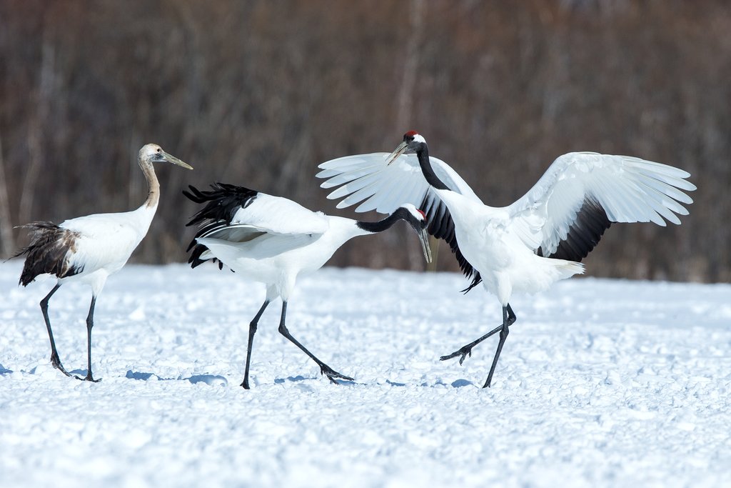 Red-crowned cranes perform their bonding dance.