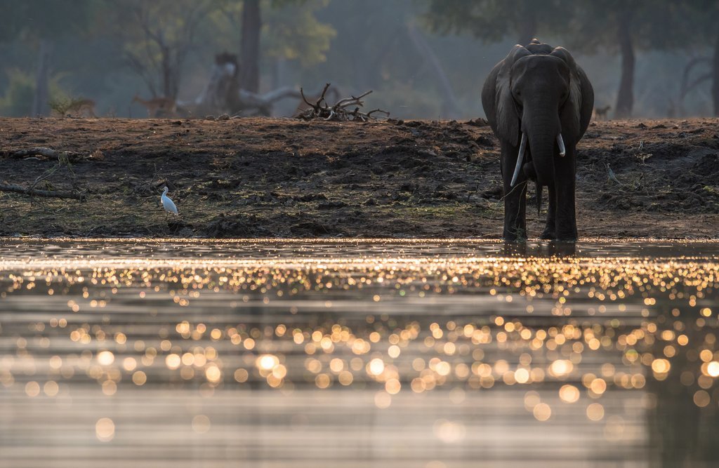 Elephant at a watering hole