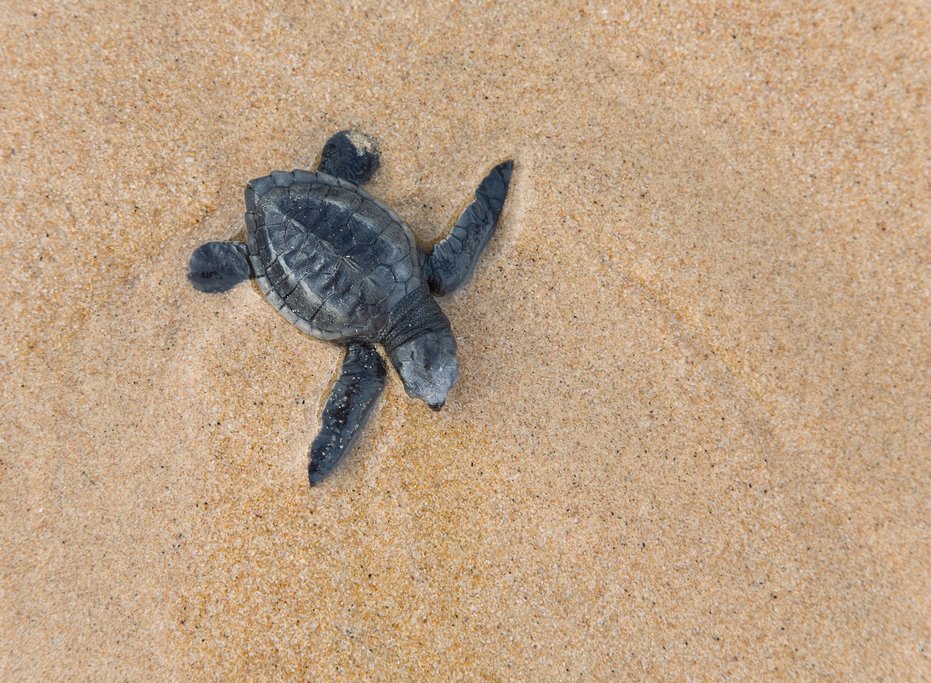 Baby loggerhead turtle, Sri Lanka
