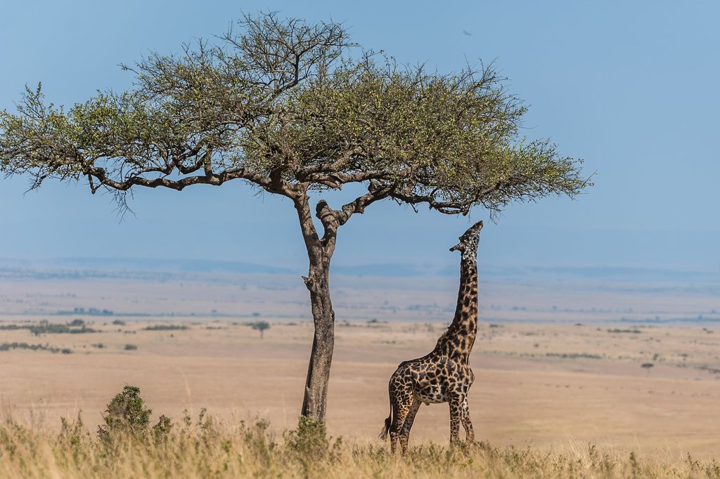 Masai Giraffe at crater lake conserverncy.