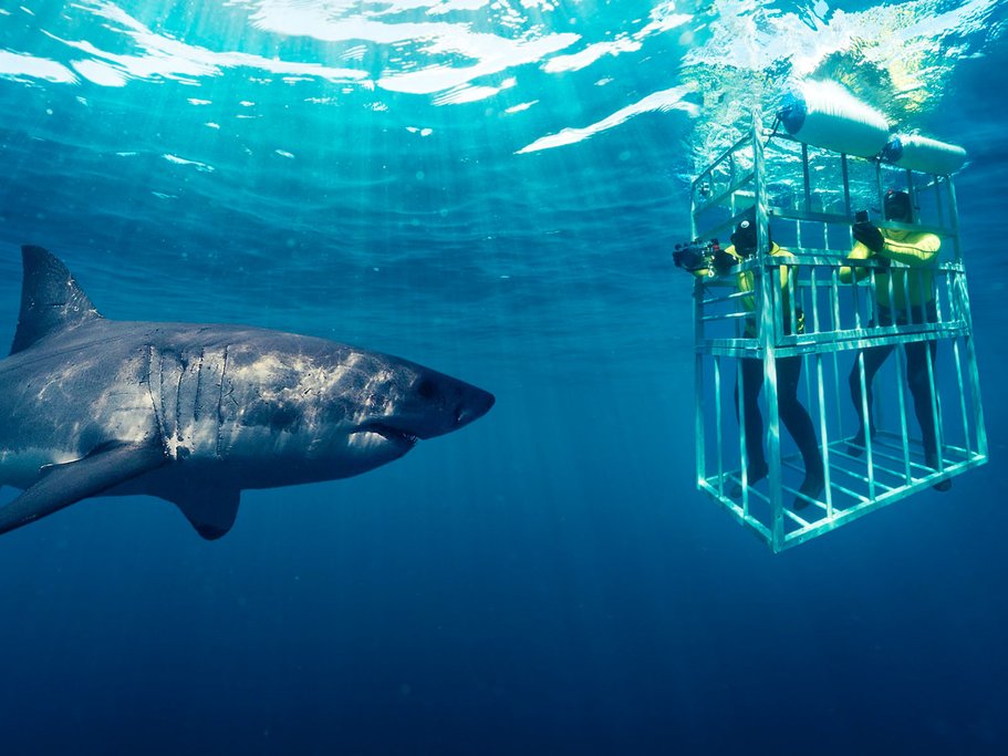 Shark cage diving