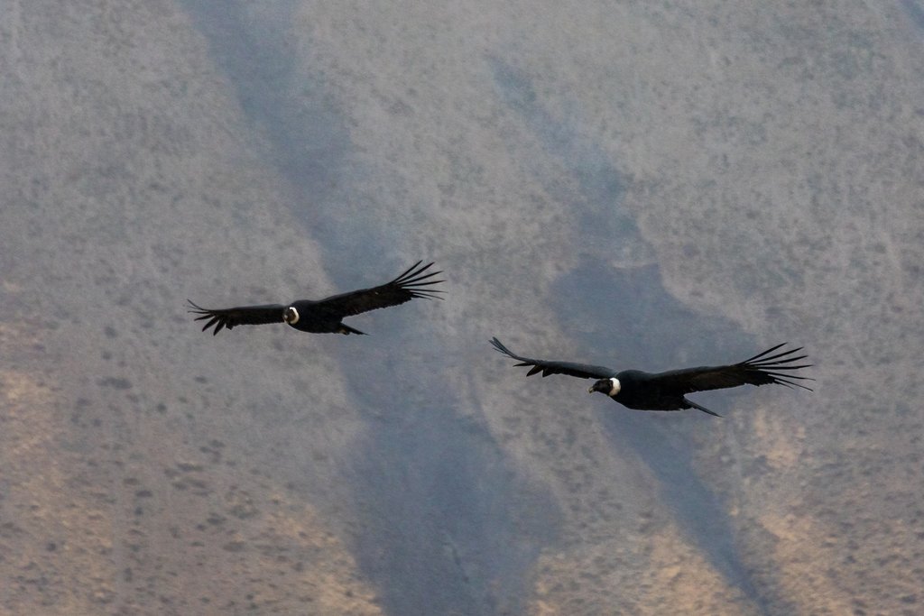 Look for Andean condors along today's route