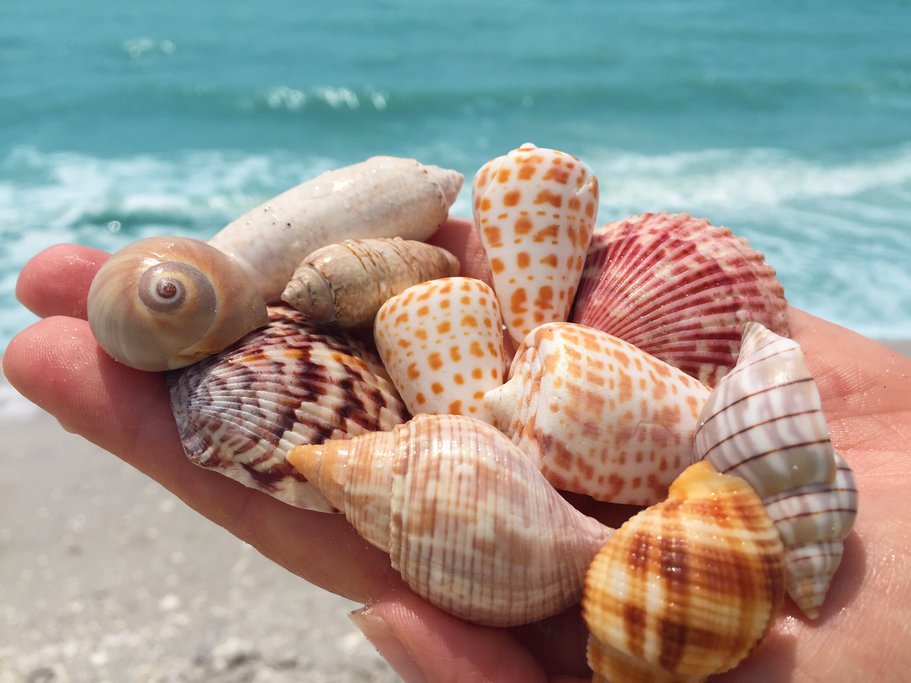 Shelling in Sanibel, courtesy of Sundial Beach Resort & Spa