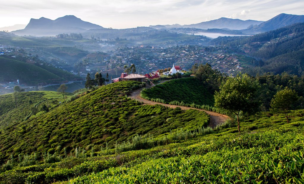 Tea fields above Nuwara Eliya.
