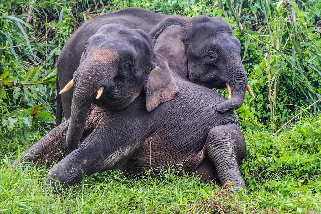 Elephants are some of the species that can be found around the Kinabatangan