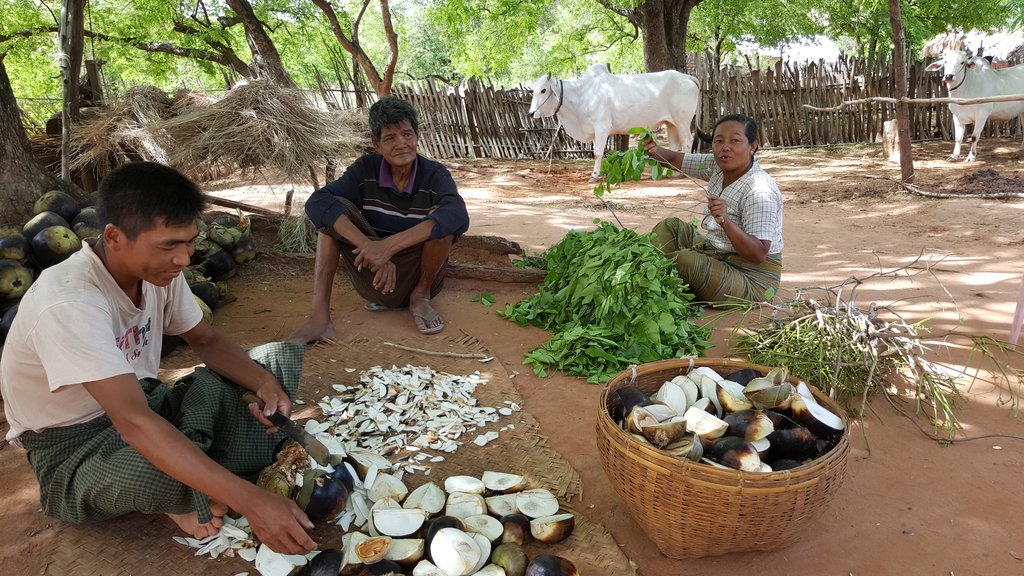 The production process for toddy palm juice