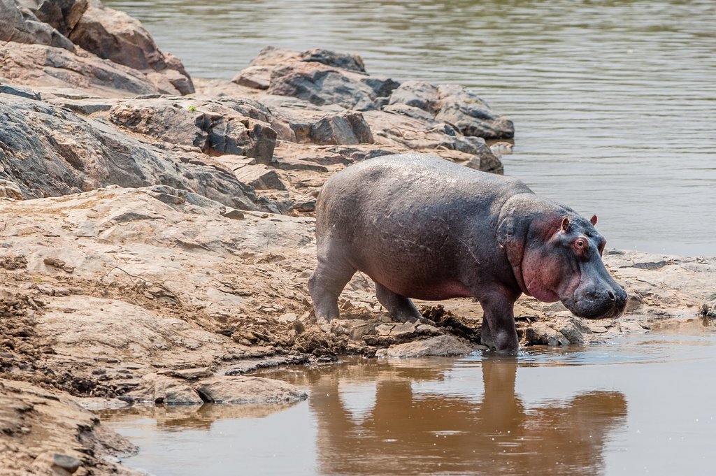 Check out the hippos in and around Lake  Naivasha