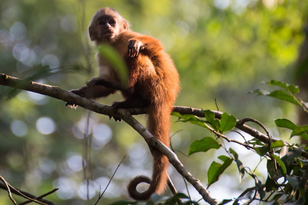 A capuchin monkey in the Tambopata Preserve