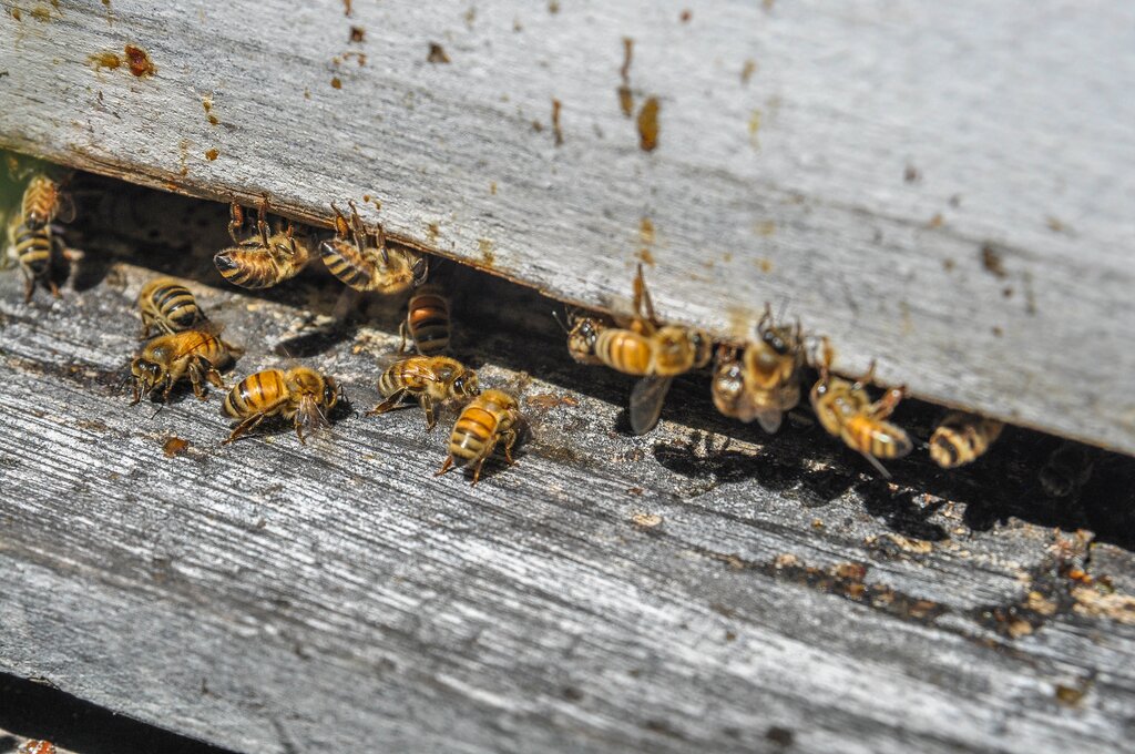 Honey bees entering a hive