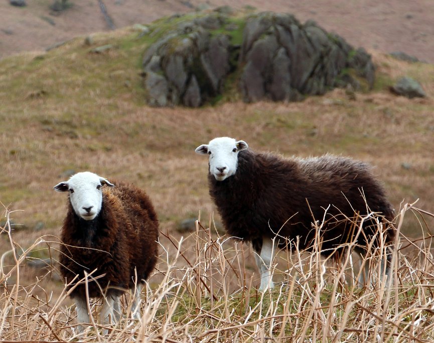 Sheep in field
