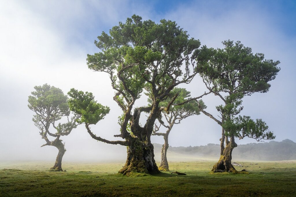 Misty trees in the Fanal Forest
