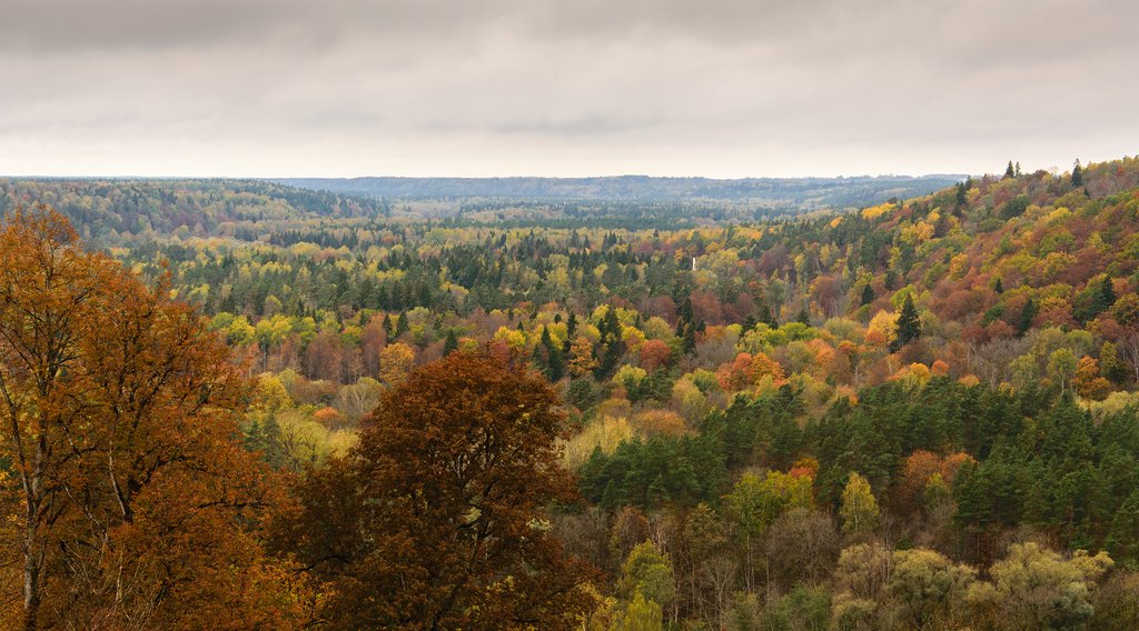 Autumn Foliage in Gauja National Park