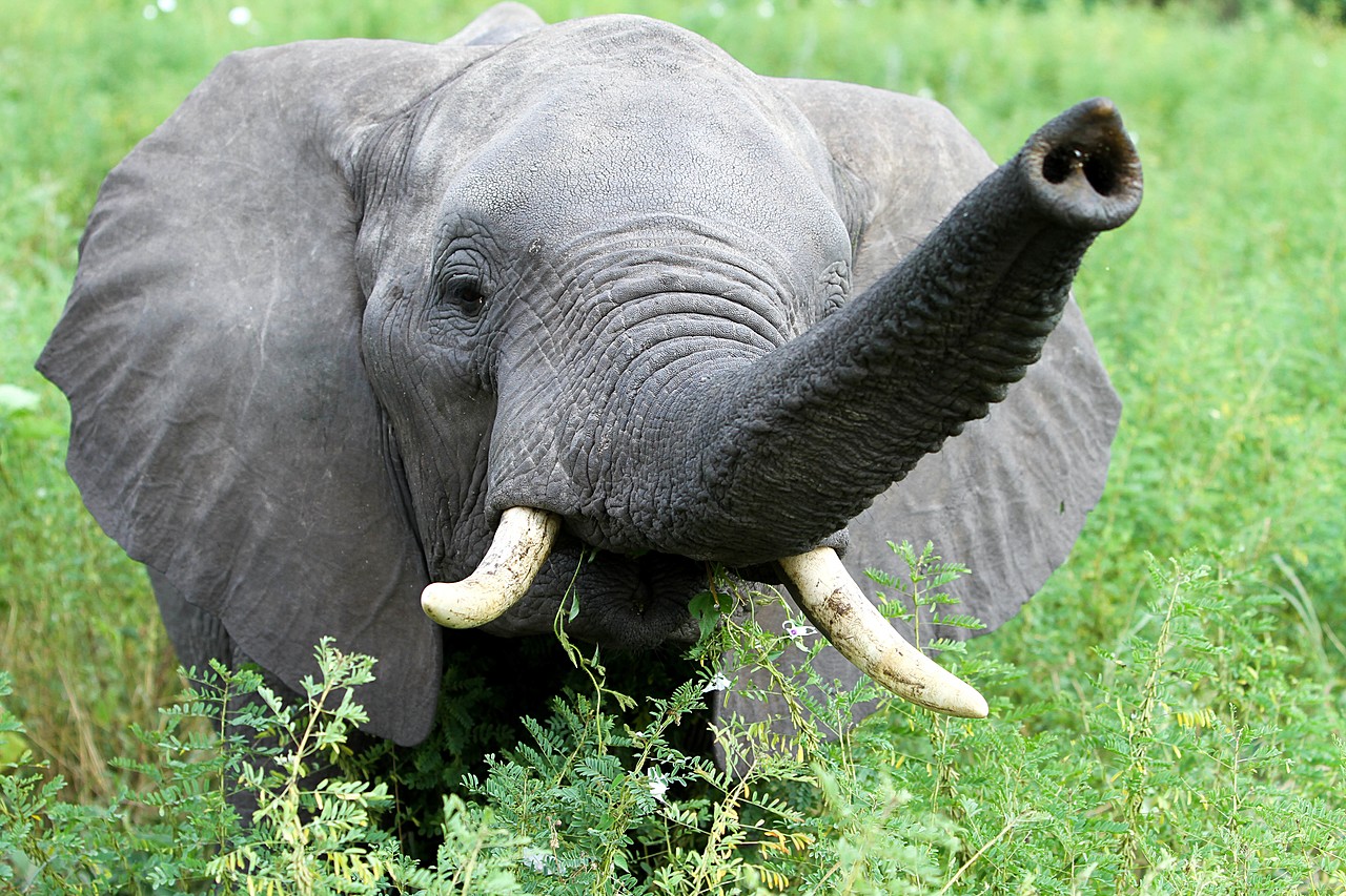 Elephant at Tarangire National Park - Photo taken by Jonathan G