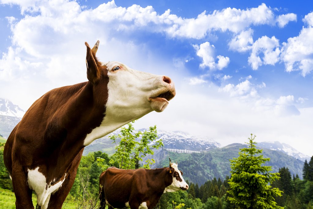 The famed Alpine bovine, namesake of the eponymous town