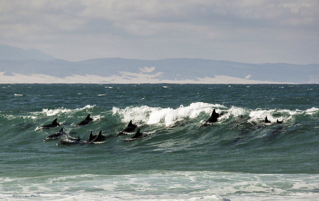 Bottlenose dolphins in Jeffreys Bay