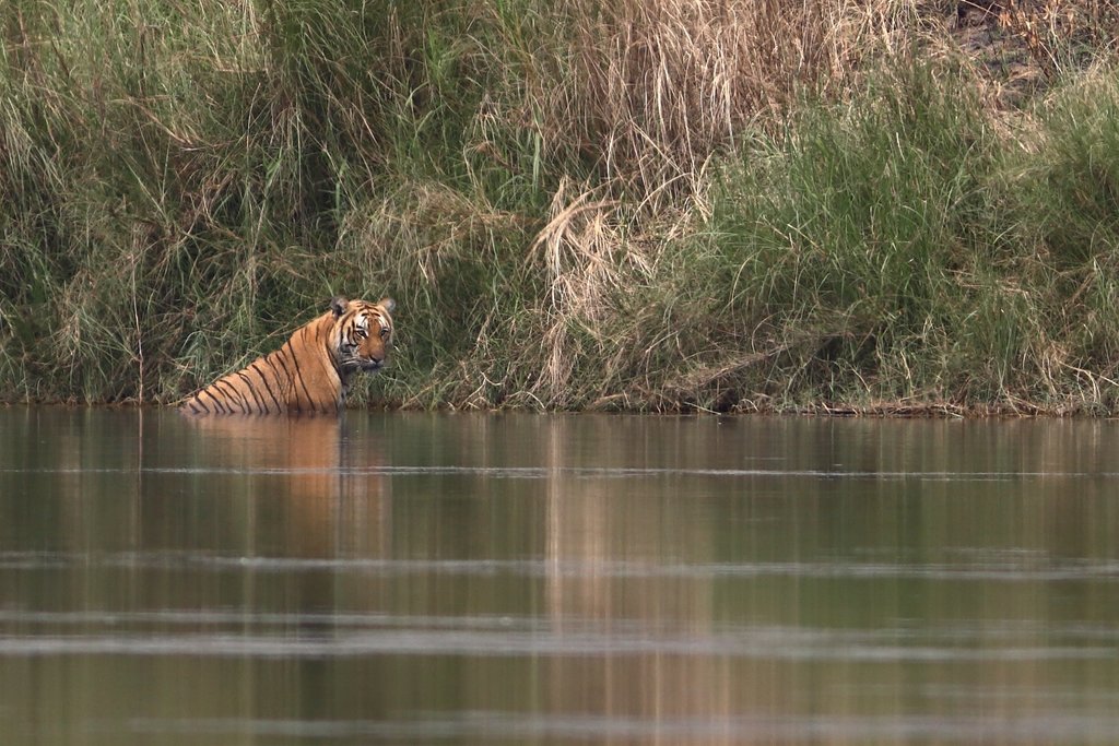 Tigers can sometimes be spotted in the Chitwan National Park