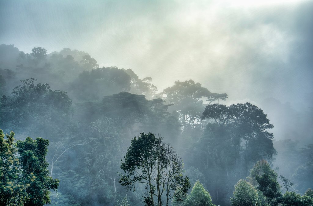 Morning mist at Bwindi Impenetrable Forest National Park