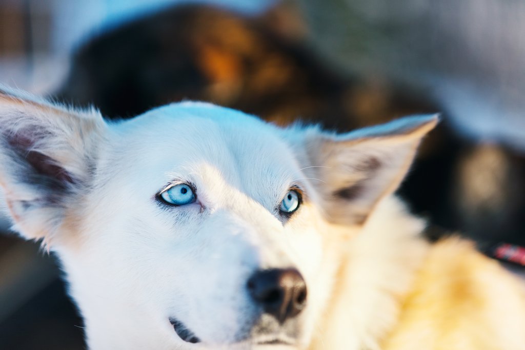 Spend time with the huskies as they train for dogsledding season