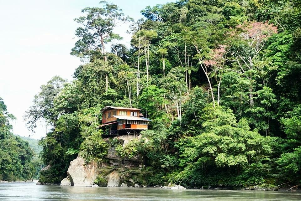 Lush rainforest surrounding the lodge 