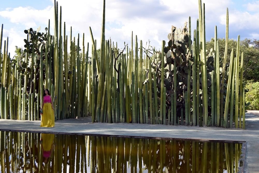 A cactus garden in Oaxaca