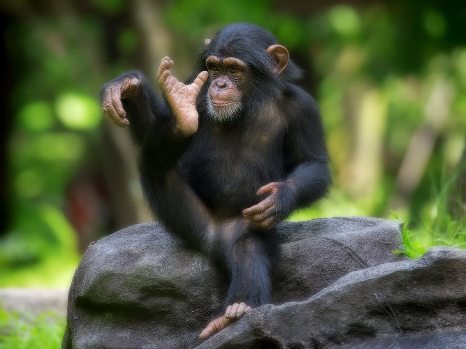A young chimp in Nyungwe National Forest