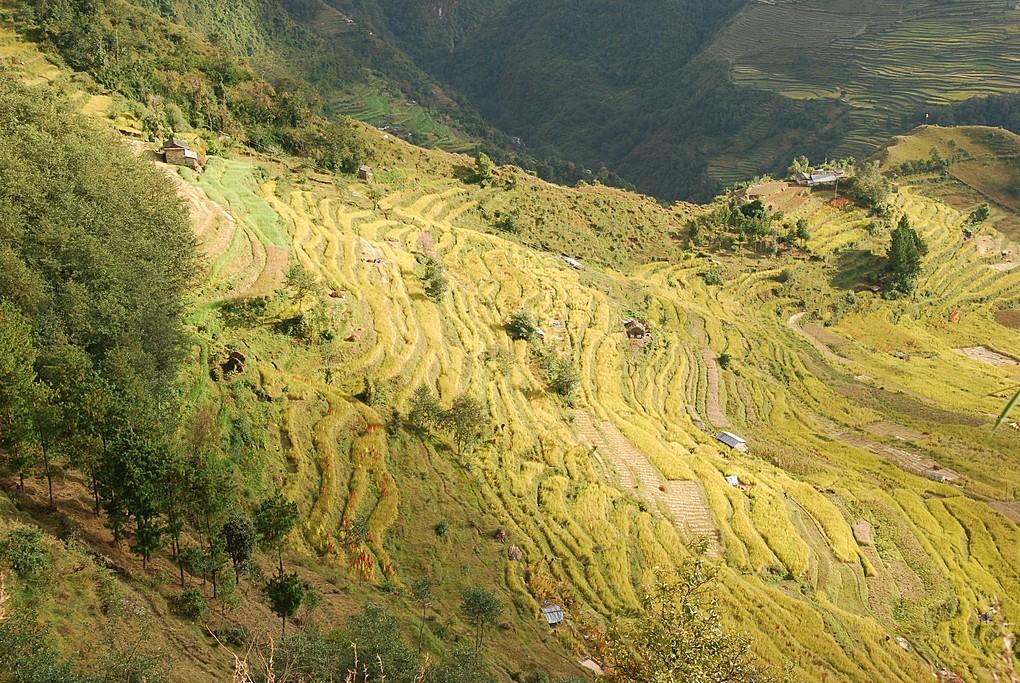 Rice terraces near the village of Pauduwar