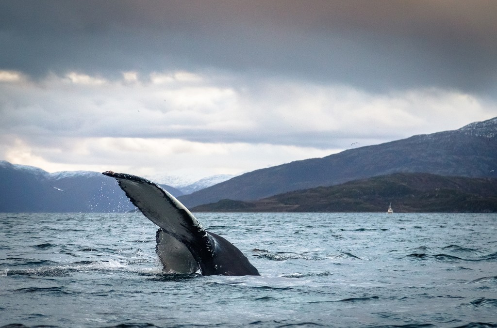 Get up close to these magnificent creatures