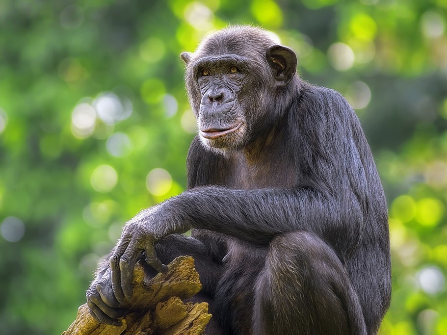 A chimpanzee in the national forest
