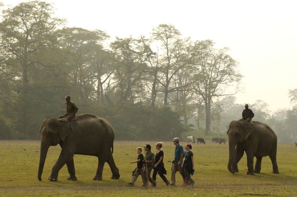 Walking with the elephants