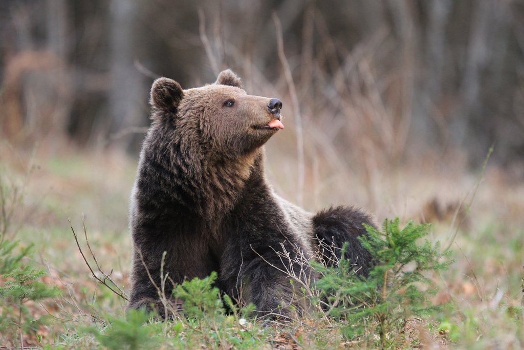 A photogenic bear from Kočevsko