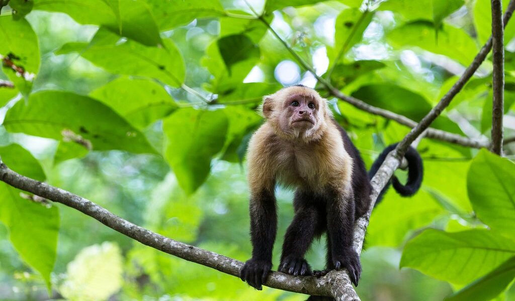 White Headed Capuchin -  Cebus Capucinus - Pura Vida