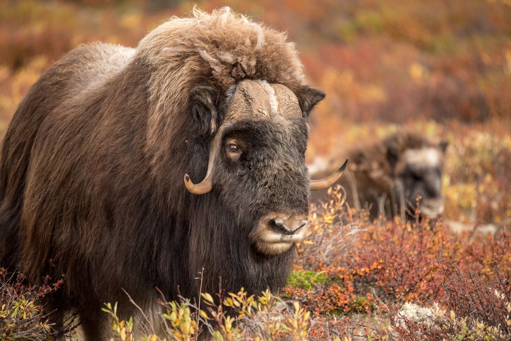 Muskox are common sightings in Rondane National Park.