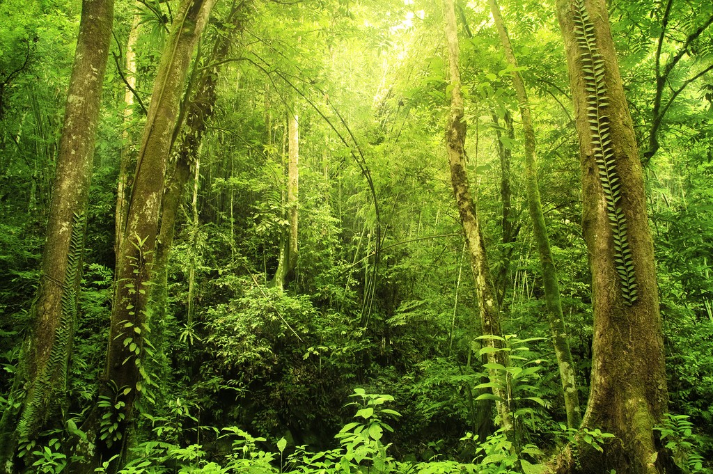 Borneo rainforest