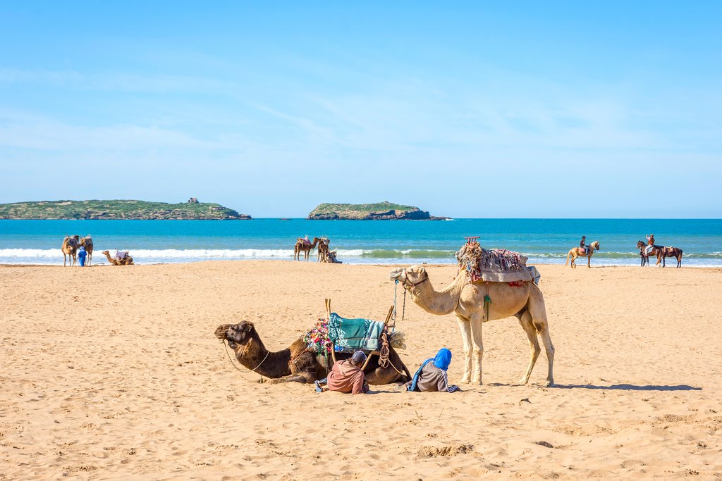 Camels and people on the sandy beach in Essaouira