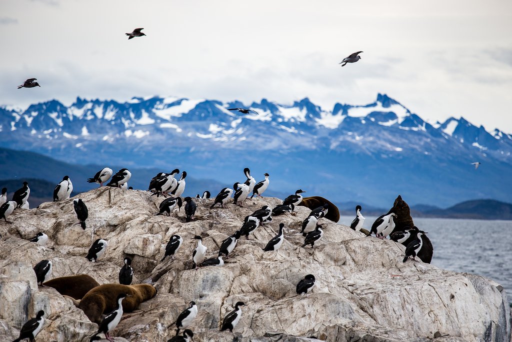 Cormorant colony off the coast of Ushuaia, Tierra Del Fuego, Argentina