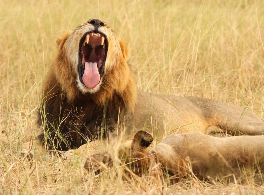 Lions on a game drive