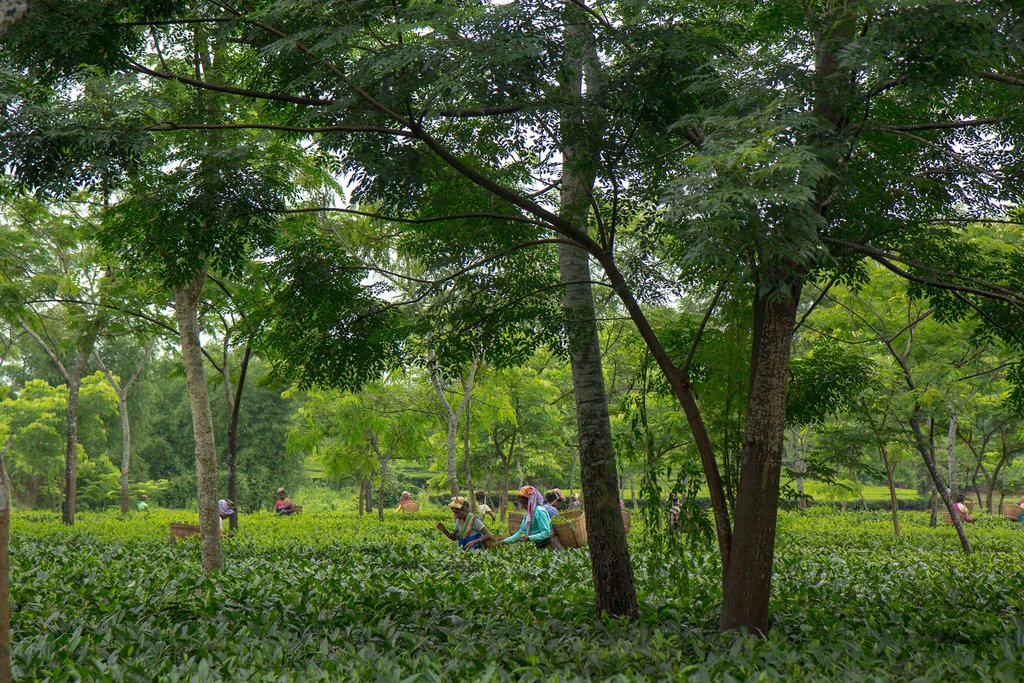 Assam