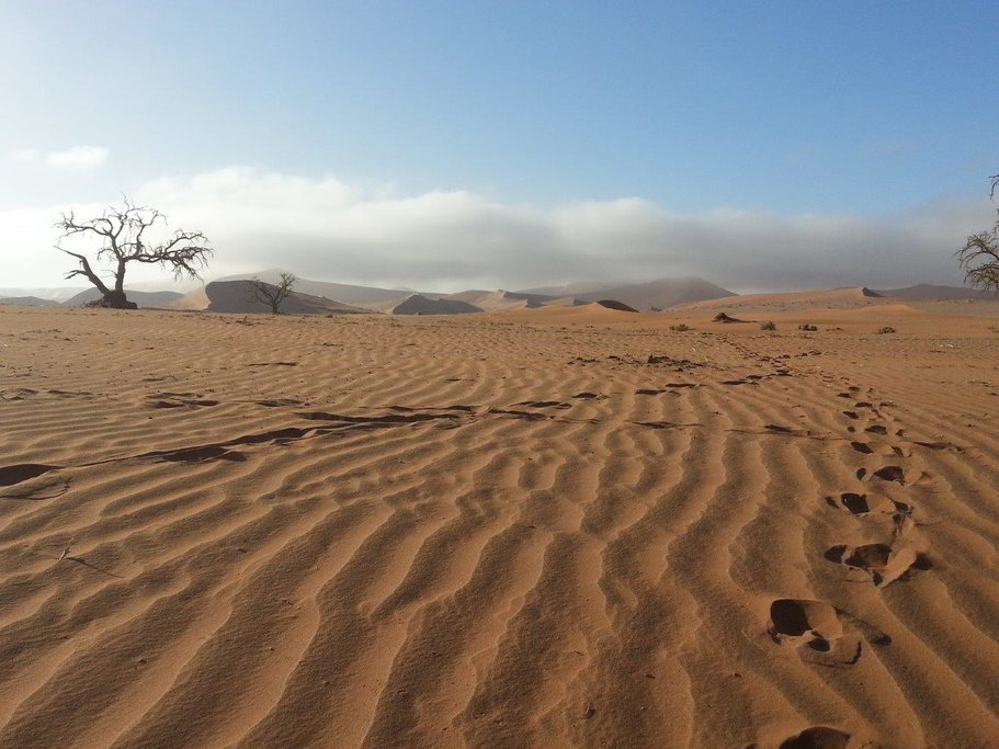 Guided Nature Walk & Game Drive
