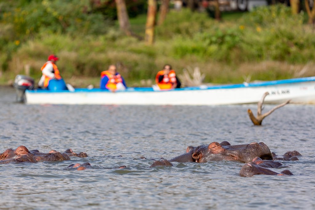 Hippos on Lake Naivasha