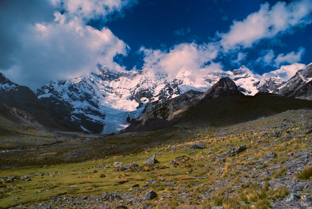 A herd of llamas in front of Ausangate mountain
