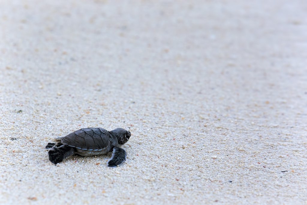 A baby turtle makes its way to the sea