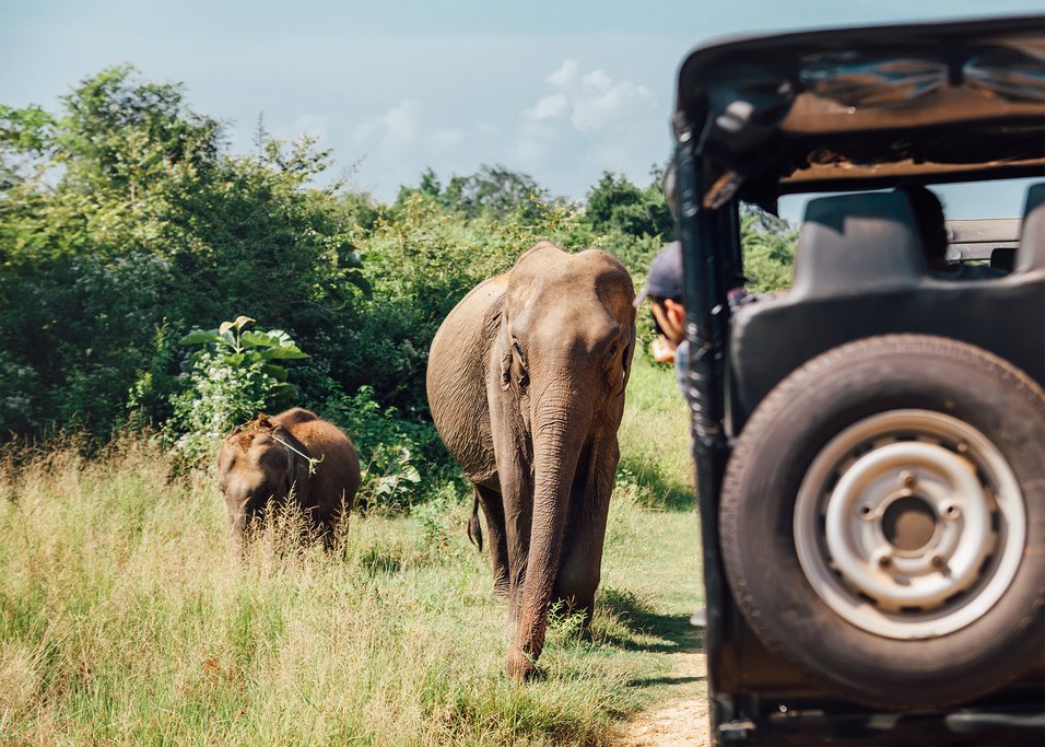 Go on a jeep safari through Udawalawa NP