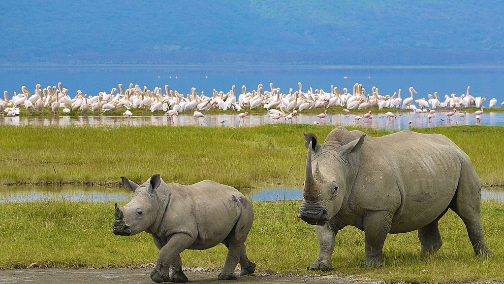 White Rhinos in Lake Nakuru