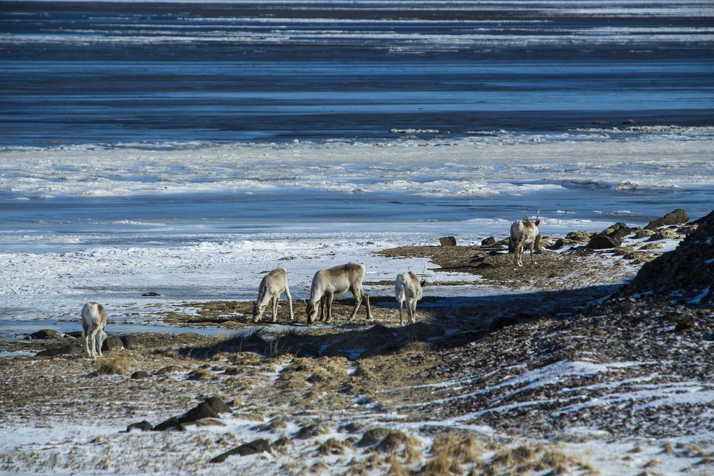 You can often spot wild reindeer roaming in the East Fjords