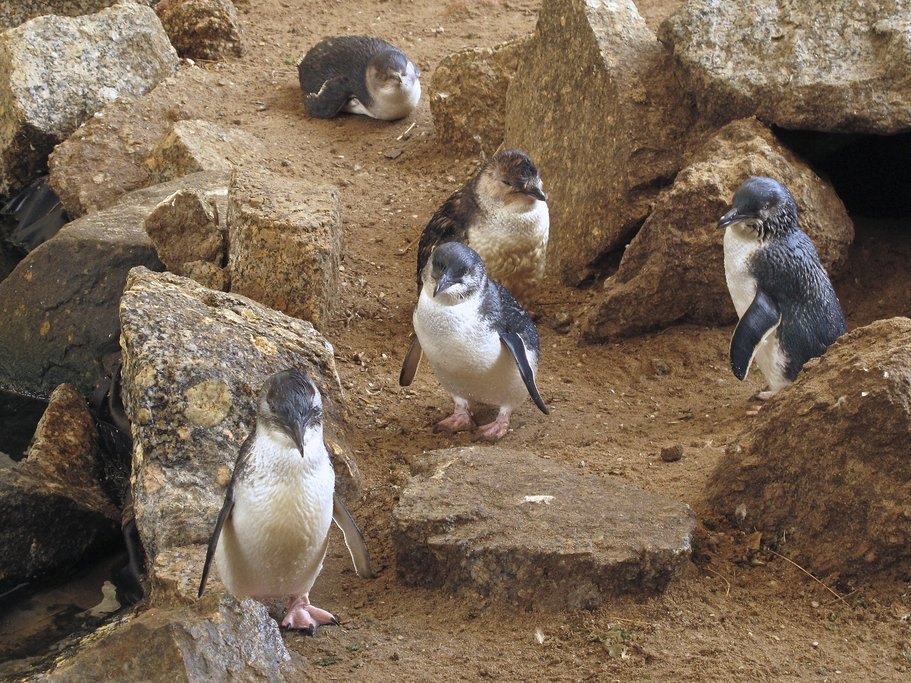 Visit the little blue penguins at Royal Albatross Centre