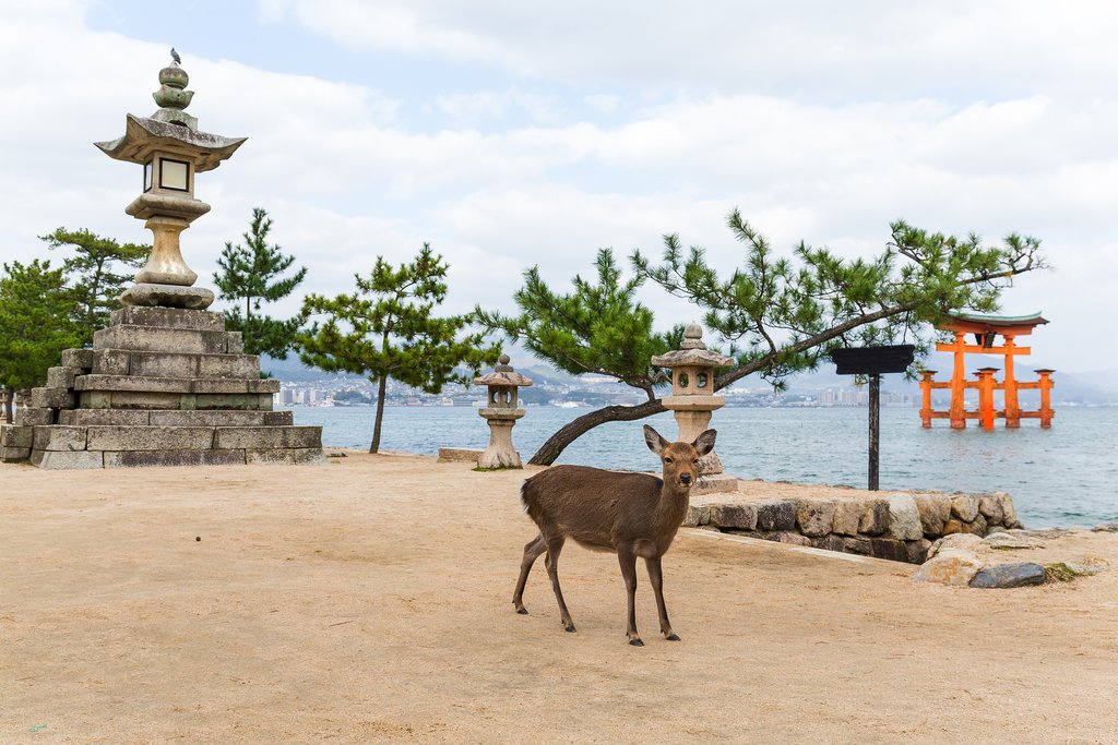 Torii and Deer on Miyajima
